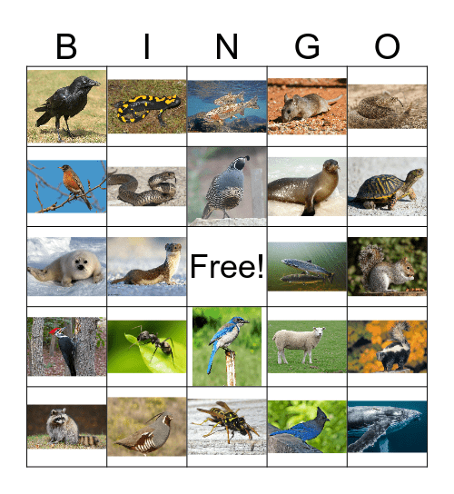 Animal Bingo 3 Bingo Card