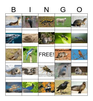 Animal Bingo 3 Bingo Card