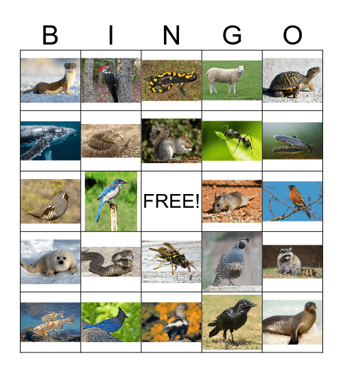 Animal Bingo 3 Bingo Card
