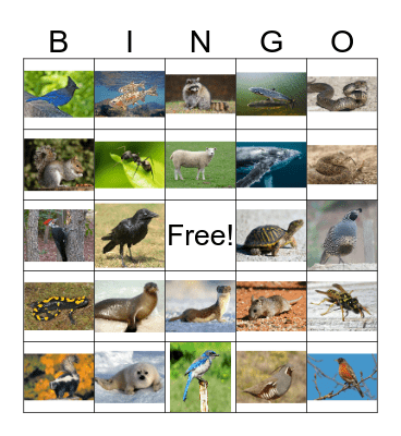 Animal Bingo 3 Bingo Card