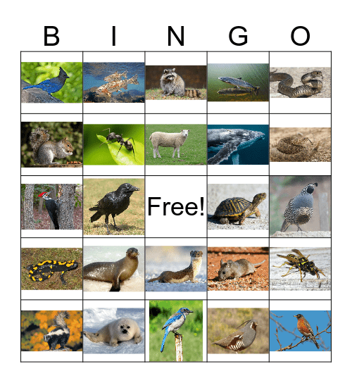 Animal Bingo 3 Bingo Card