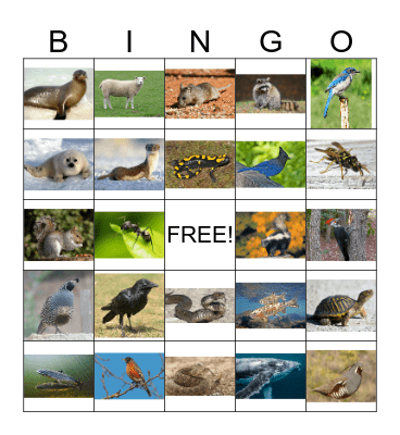 Animal Bingo 3 Bingo Card