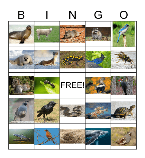 Animal Bingo 3 Bingo Card