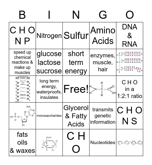 Organic Biomolecules Bingo Card