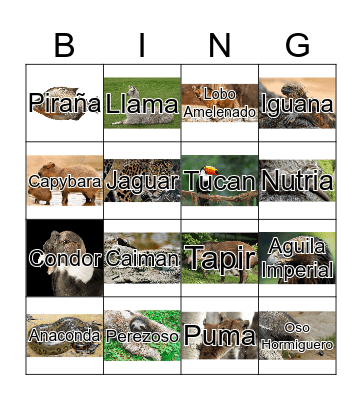 South American Animals Bingo Card