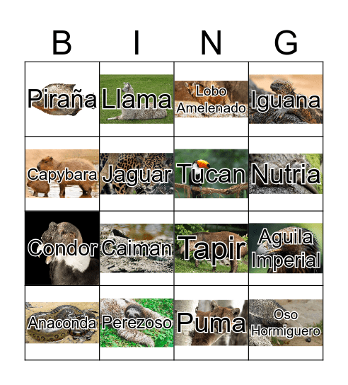 South American Animals Bingo Card