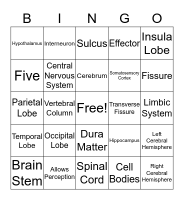 Central Nervous System Bingo Card