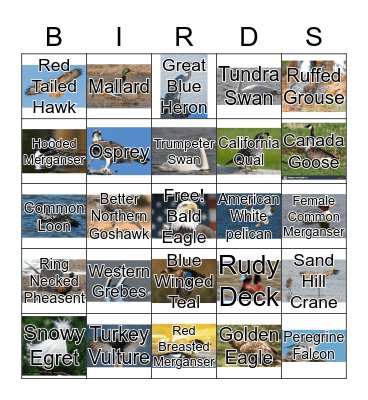 Bird watching Bingo Card