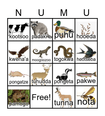 ANIMALS Bingo Card