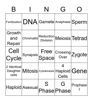 Mitosis vs Meiosis Bingo Cards Bingo Card