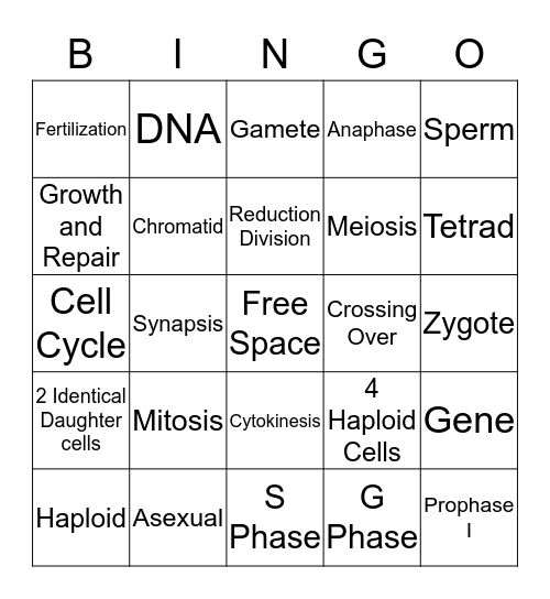 Mitosis vs Meiosis Bingo Cards Bingo Card