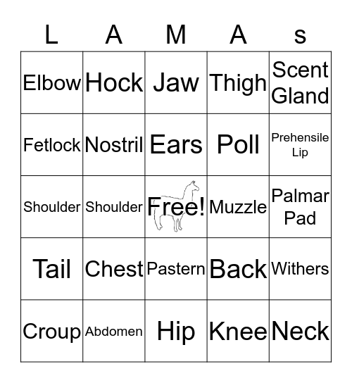 Llama Body Parts Juniors Bingo Card