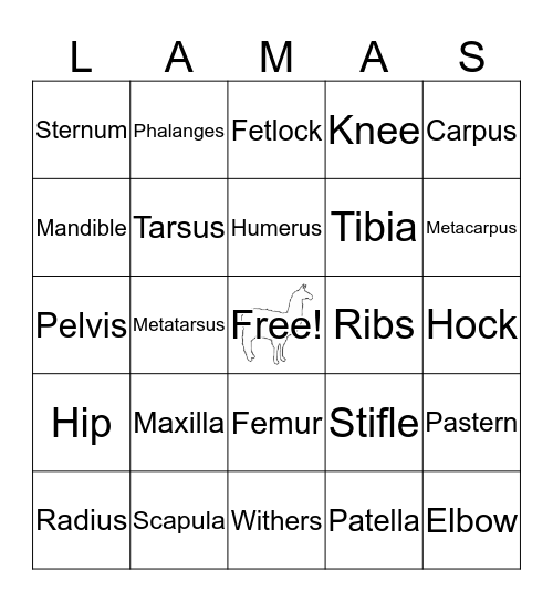 Llama Body Parts Intermediate/Senior Bingo Card