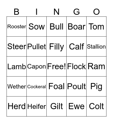 Animal Terms Bingo Card