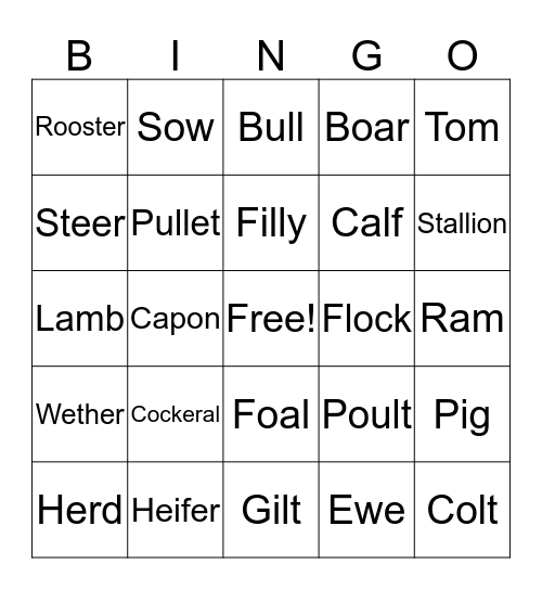 Animal Terms Bingo Card