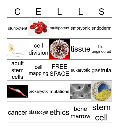 Cell Differentiation Bingo Card