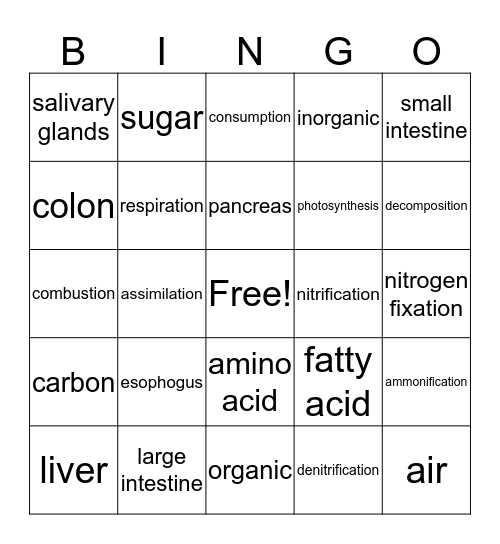 Digestion/Energy Flow Bingo Card