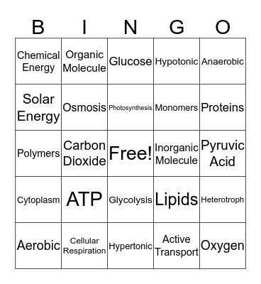 Photosynthesis and Respiration Bingo Card