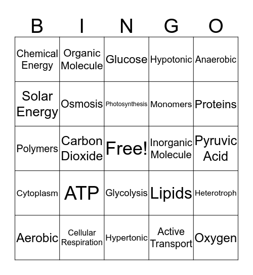 Photosynthesis and Respiration Bingo Card