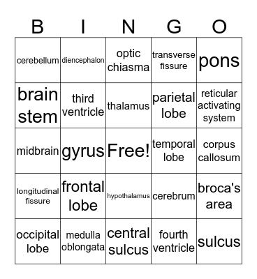 Brain Functions Bingo Card
