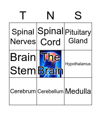 The Nervous System Bingo Card