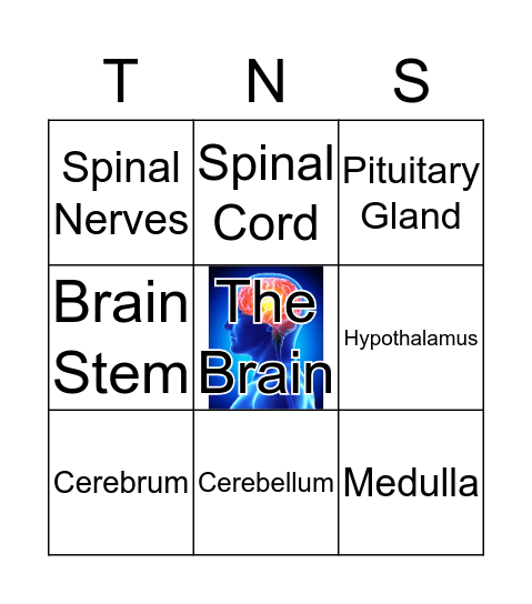 The Nervous System Bingo Card