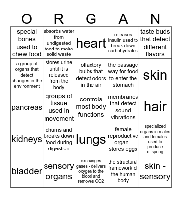 Organs of the Human Body Bingo Card