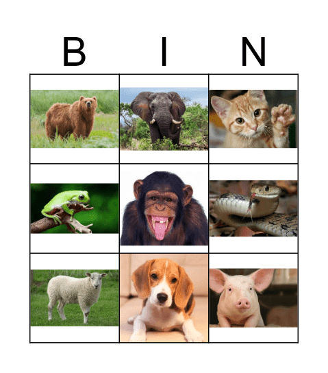 Animal Bingo! Bingo Card