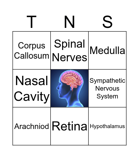 The Nervous System Bingo Card