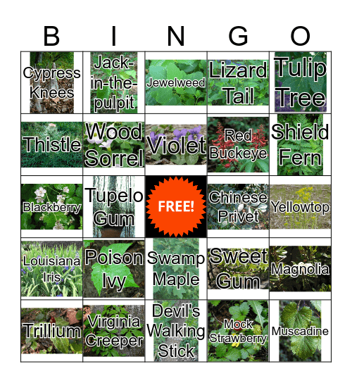 Bluebonnet Swamp Plant Bingo Card