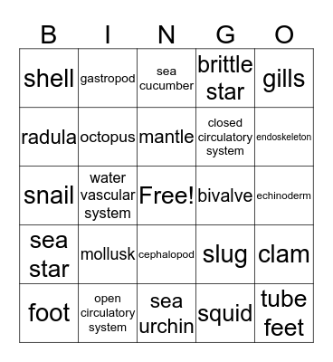 Mollusk and Echinoderm Bingo Card