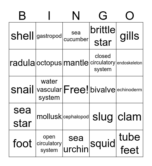 Mollusk and Echinoderm Bingo Card