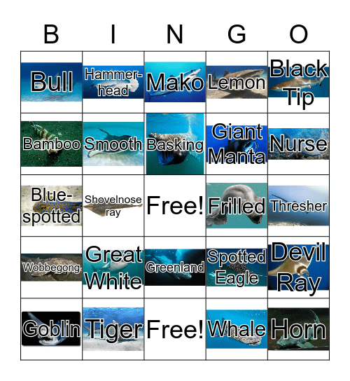 Sharks and Rays Bingo Card