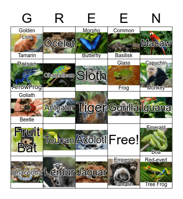 Rainforest Bingo Card