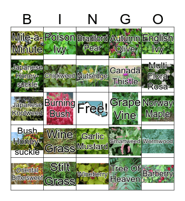 Maryland Invasive Plants Bingo Card