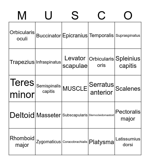 Muscular Anatomy Bingo Card