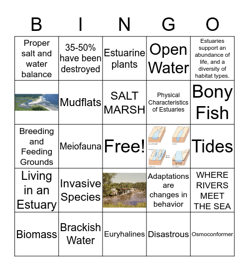 Estuary Bingo Card