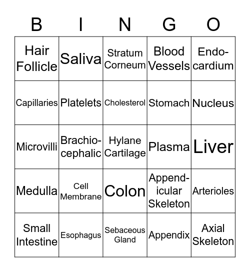 Human Anatomy Bingo Card