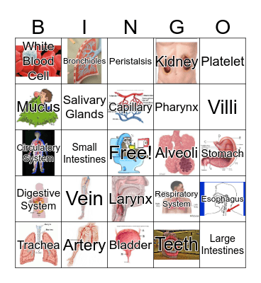 Circulatory-Respiratory-Digestive-Urinary Bingo Card