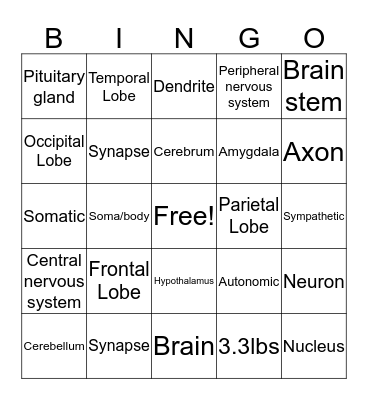 The Nervous system  Bingo Card