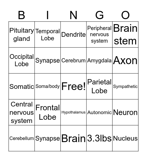 The Nervous system  Bingo Card