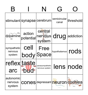 Nervous System Bingo Card