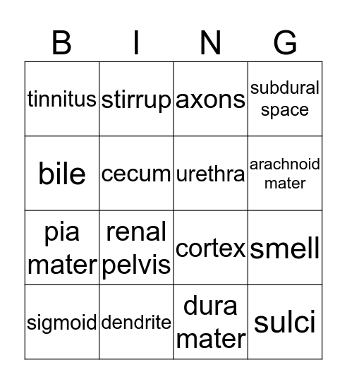 Anatomy Review Bingo Card