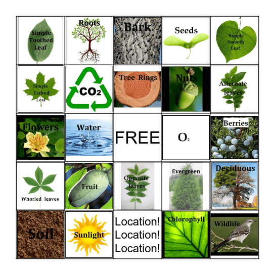 Tree Bingo Card