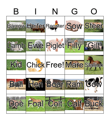 Farm Animal Terms Bingo Card