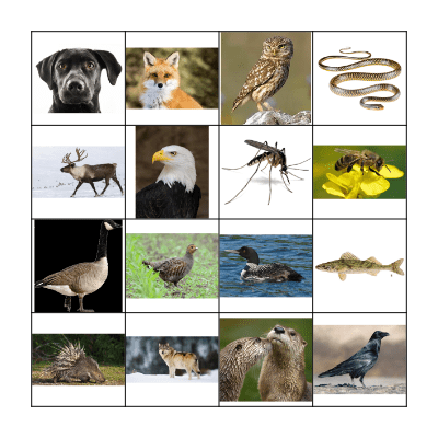 ANIMALS Bingo Card