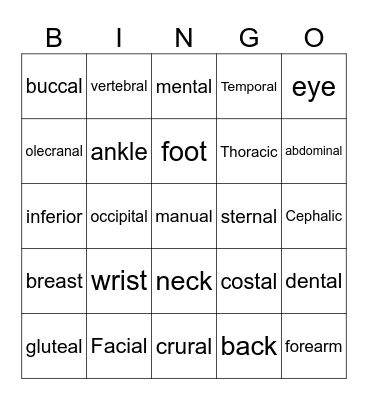 Anatomical Terms Bingo Card