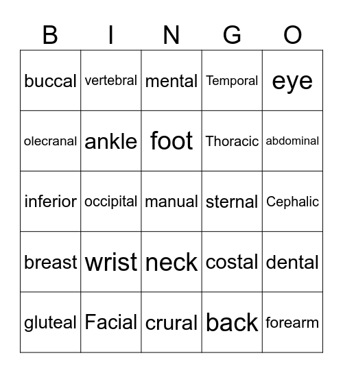 Anatomical Terms Bingo Card