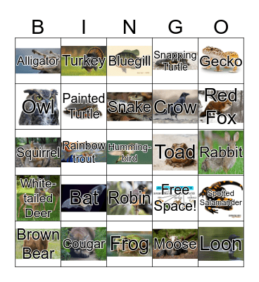 Animal Classification Bingo Card