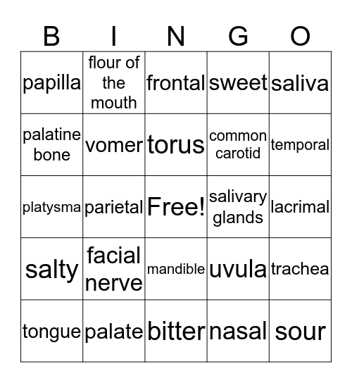 NECK AND HEAD ANATOMY Bingo Card